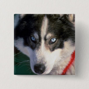 Siberian Husky 15 Cm Square Badge