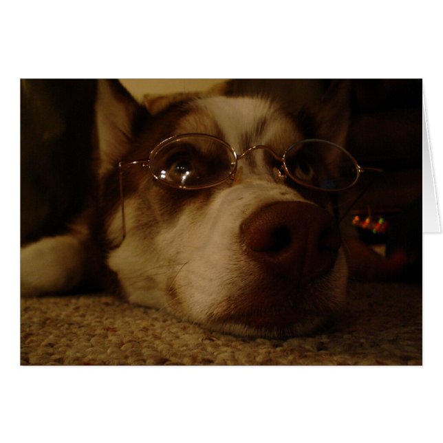 Siberian Husky (5) (Front Horizontal)