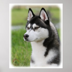 Siberian Husky 9Y570D-006 Poster
