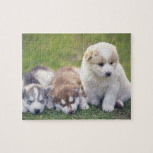 Siberian Husky; A working dog breed that Jigsaw Puzzle