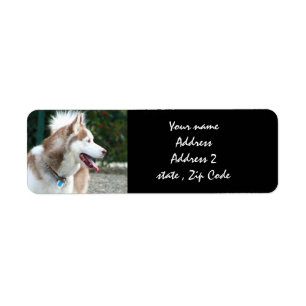 Siberian Husky Address labels