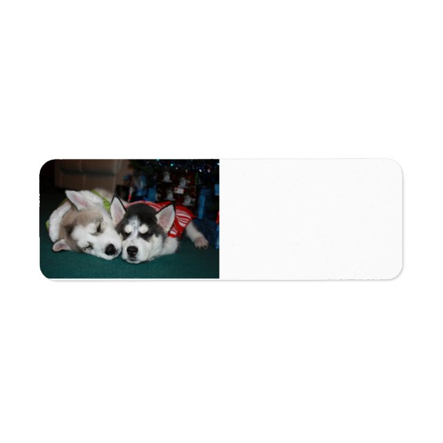 Siberian Husky Address lables (Front)