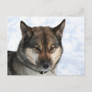 Siberian_Husky_agouti Postcard