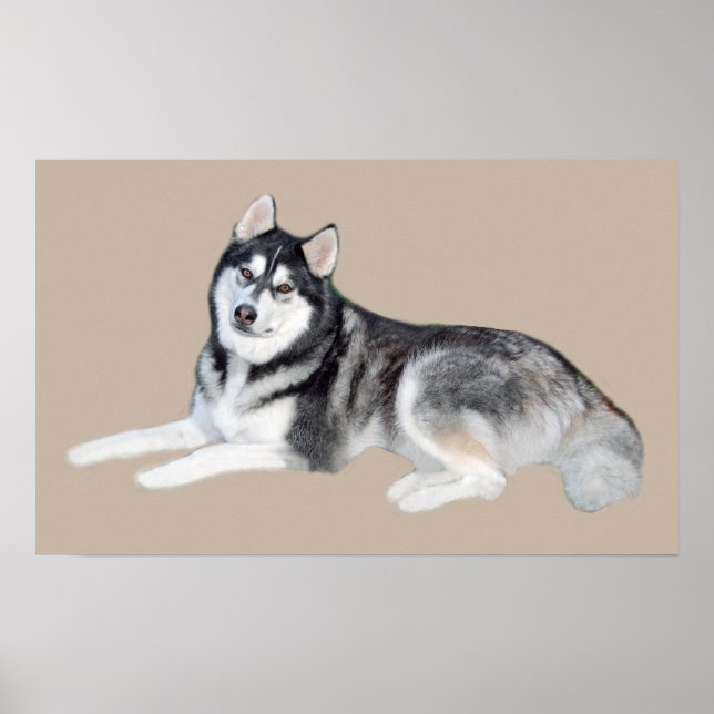 Siberian Husky Beautiful Print (Front)