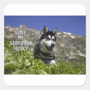 siberian husky black and white love w pic square sticker