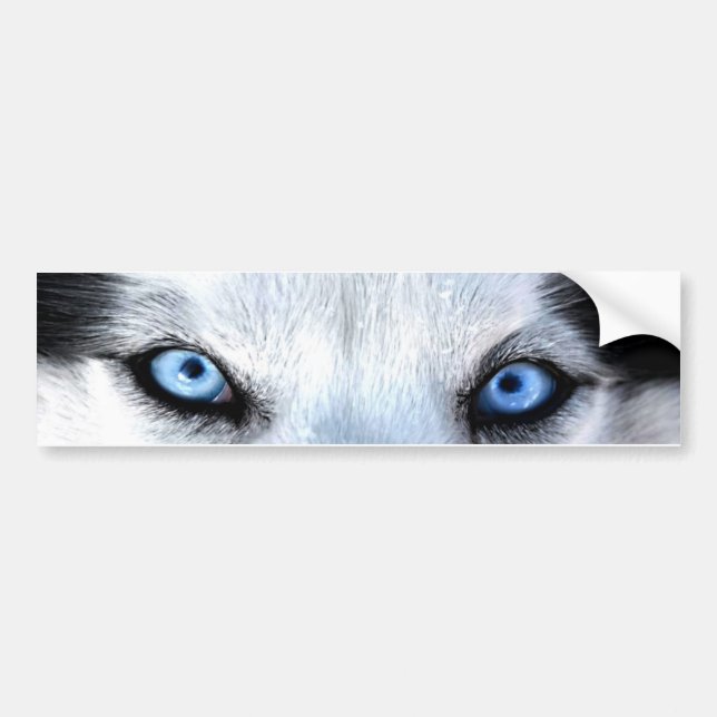 Siberian husky blue eyes bumper sticker (Front)