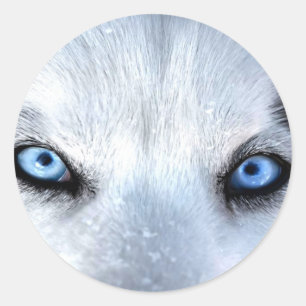 Siberian husky blue eyes classic round sticker