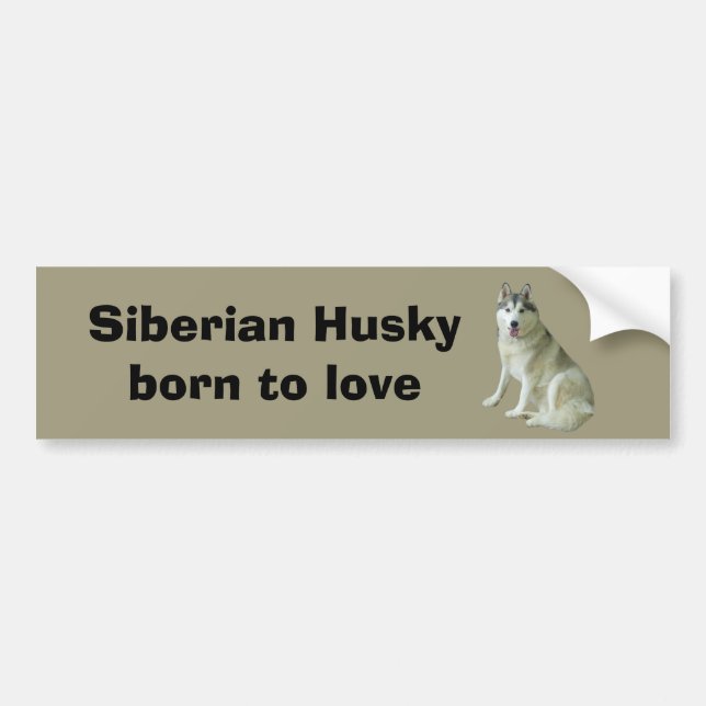 Siberian Husky Bumper Sticker (Front)