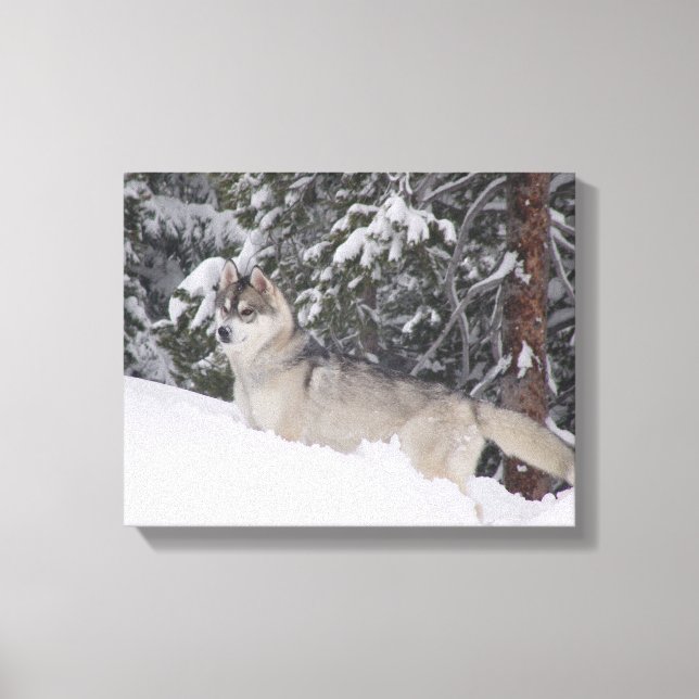 Siberian Husky Canvas Print (Front)