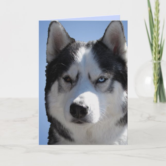Siberian Husky Card / Alaskan Malamute Card Blank (Front)