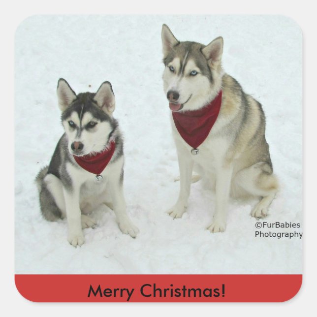 Siberian Husky Christmas stickers (Front)