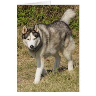 Siberian Husky Dog