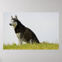 Siberian Husky Dog Beautiful Photography