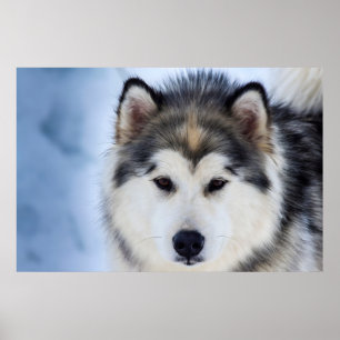 Siberian Husky Dog face Photography Poster