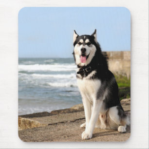 Siberian Husky  Dog on Beach Computer Mouse Pad