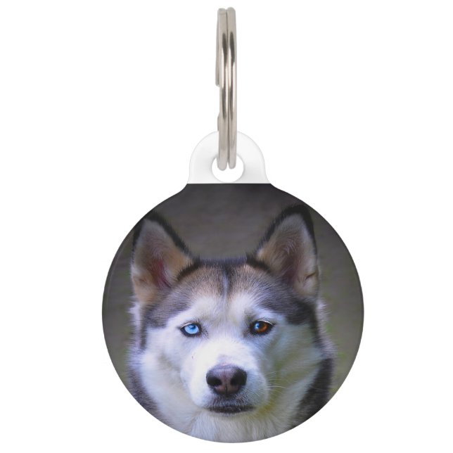 Siberian Husky Dog. Pet Tag (Front)