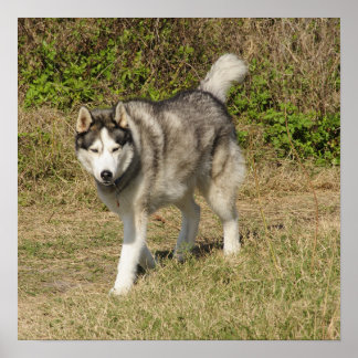 Siberian Husky Dog Poster