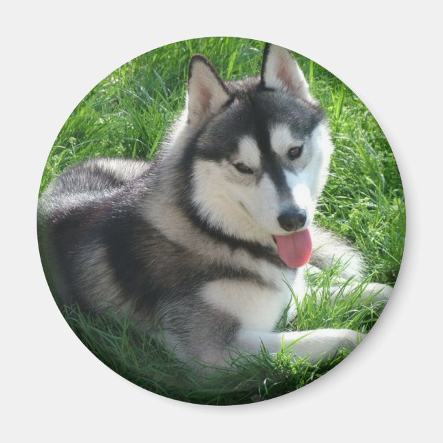 Siberian Husky Dog Round Magnet (Front)