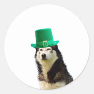 Siberian Husky Dog St. Patrick's day Classic Round Sticker