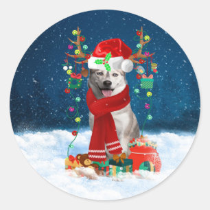 Siberian Husky dog with Christmas gifts  Classic Round Sticker