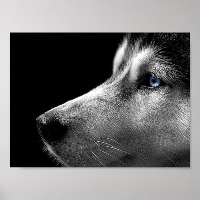 Siberian Husky Face Poster (Front)
