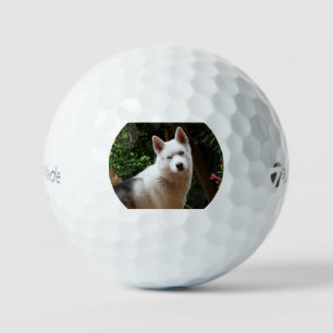 siberian-husky-fifth golf balls