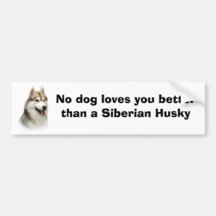 Siberian Husky Gorgeous Bumper Sticker