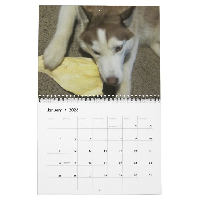 Siberian husky growing up calendar (Jan 2026)