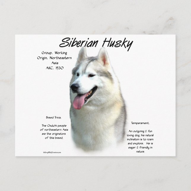 Siberian Husky History Design Postcard (Front)