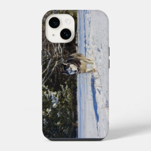 Siberian Husky In The Snow iPhone 14 Case
