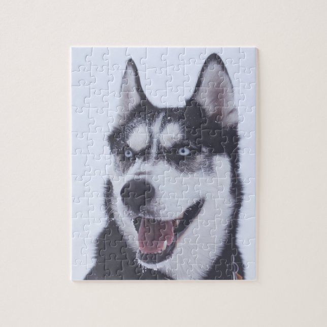 Siberian Husky Jigsaw Puzzle (Vertical)
