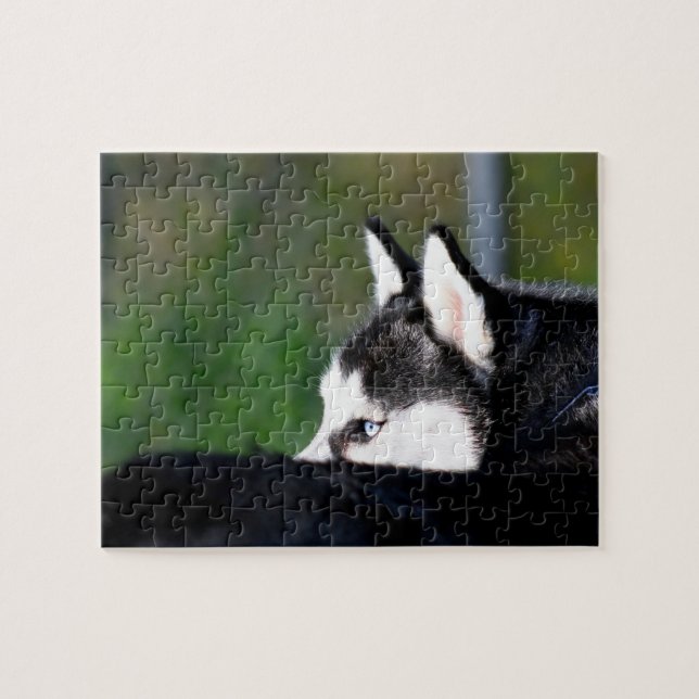 Siberian Husky Jigsaw Puzzle (Horizontal)