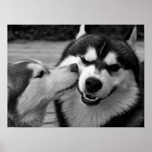 Siberian Husky Love Poster