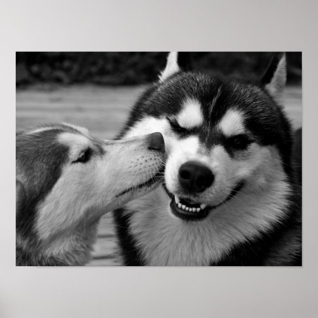Siberian Husky Love Poster (Front)