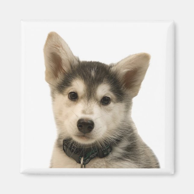 Siberian Husky Magnet (Front)