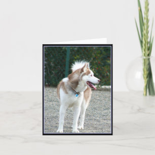 Siberian Husky Notecard