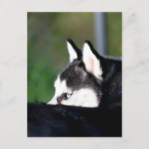 Siberian Husky postcard
