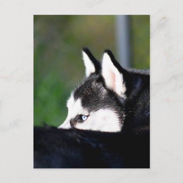 Siberian Husky postcard (Front)
