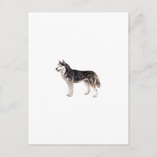 Siberian Husky Postcard