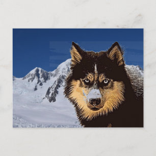 Siberian Husky Postcard