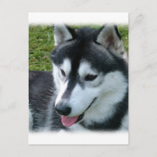 Siberian Husky Postcard