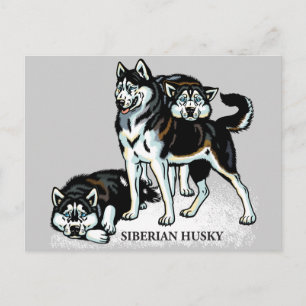 siberian husky postcard