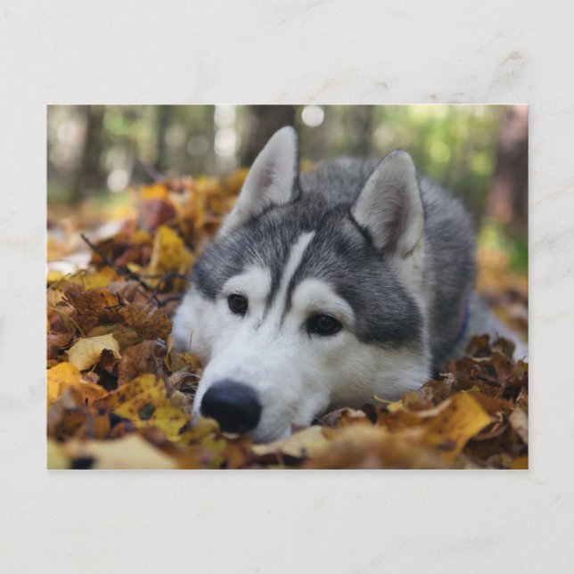 Siberian Husky Postcard (Front)