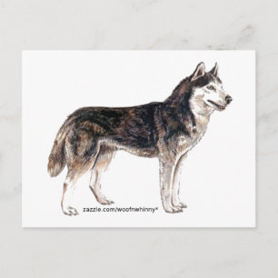 Siberian Husky! Postcard