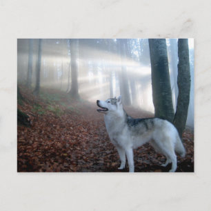 Siberian Husky - Postkarte Postcard