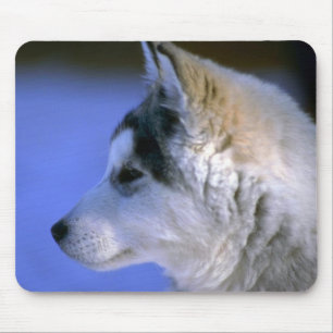 Siberian Husky pup Mouse Pad
