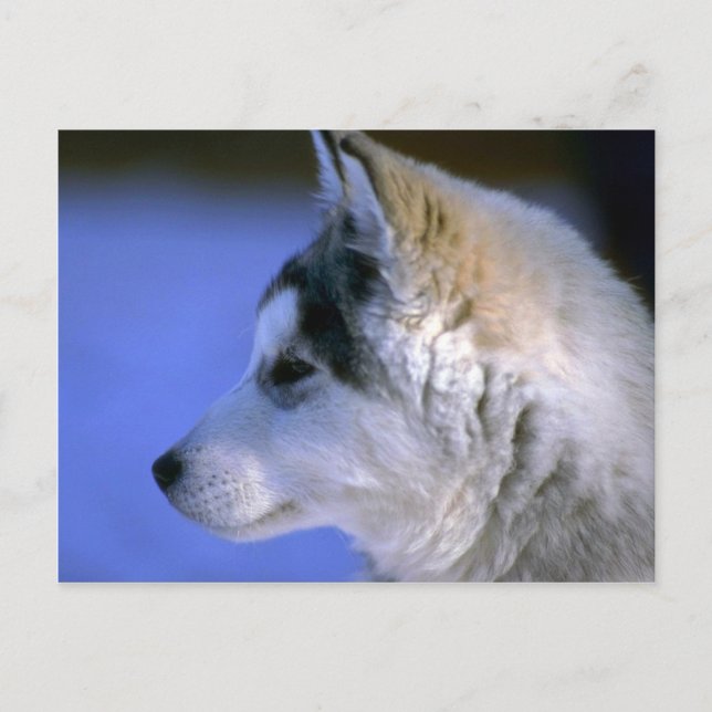 Siberian Husky pup Postcard (Front)