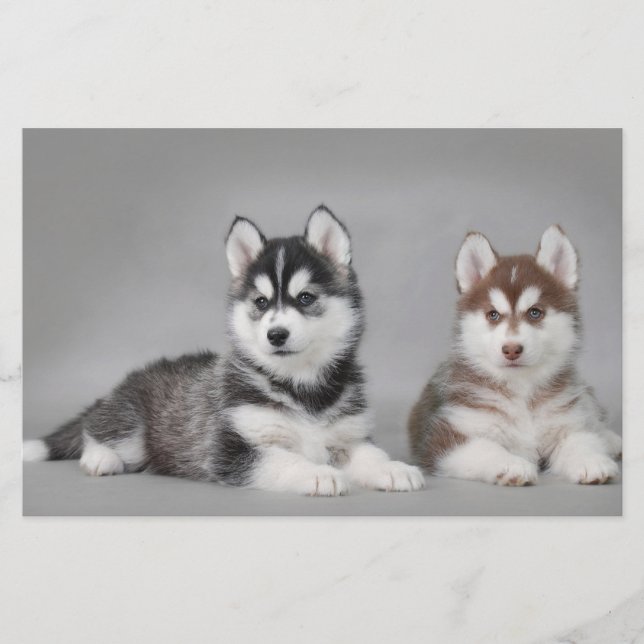 Siberian husky puppies (Front)