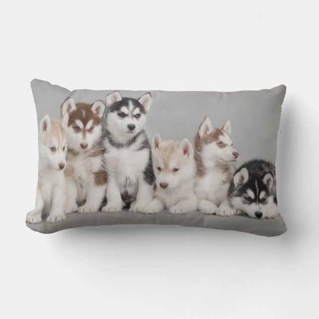 Siberian Husky Puppies on Throw Pillow (Front)