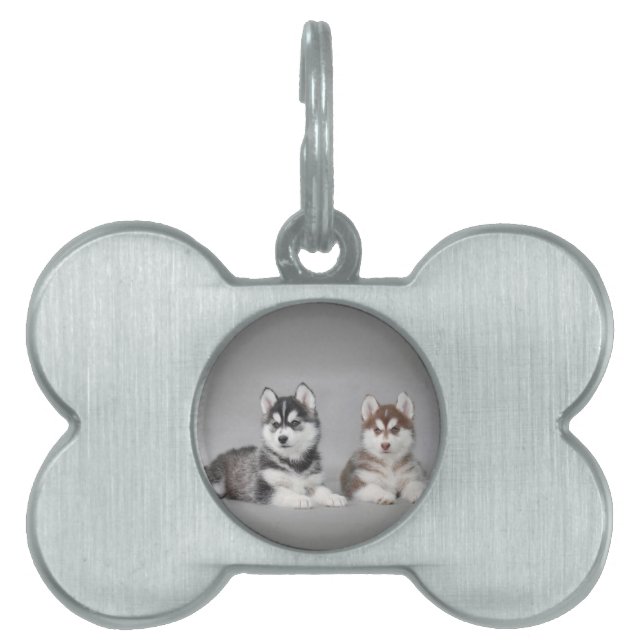 Siberian husky puppies pet name tag (Front)
